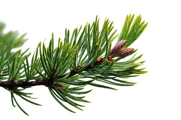 Close up of a lush green pine branch with new growth.
