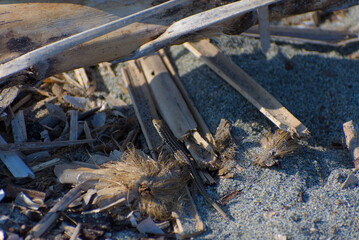 A small brown lizard is camouflaged among driftwood, shells, and other debris on a sandy beach on a sunny day.