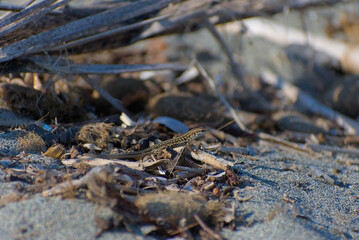 A small brown lizard is camouflaged among driftwood, shells, and other debris on a sandy beach on a sunny day.