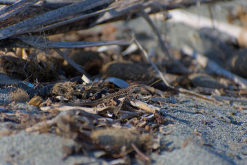 A small brown lizard is camouflaged among driftwood, shells, and other debris on a sandy beach on a sunny day.