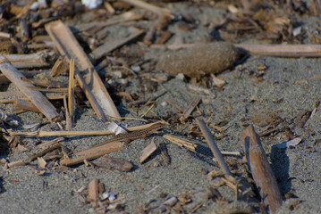 A small brown lizard is camouflaged among driftwood, shells, and other debris on a sandy beach on a sunny day.