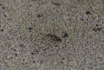 A small, dark-colored tiger beetle with white spots is crawling on a sandy surface on a sunny day.