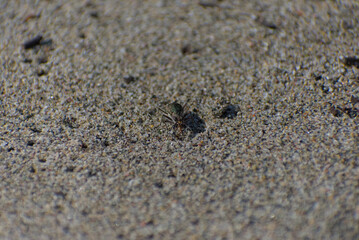 A small, dark-colored tiger beetle with white spots is crawling on a sandy surface on a sunny day.