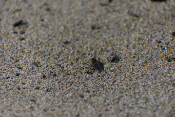 A small, dark-colored tiger beetle with white spots is crawling on a sandy surface on a sunny day.