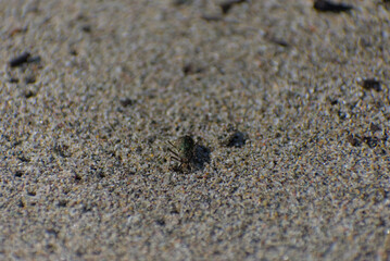 A small, dark-colored tiger beetle with white spots is crawling on a sandy surface on a sunny day.