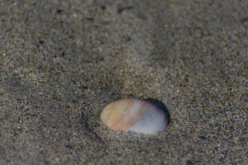 A small, colorful seashell is resting on wet sand on a calm, bright day.