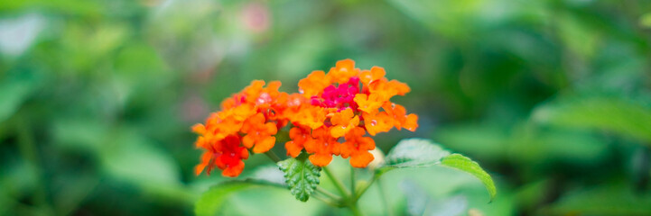 orange flower in the garden