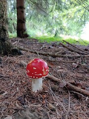 Amanita muscaria, Fliegenpilz im Wald, junger Pilz mit geschlossenem Hut und Copy Space