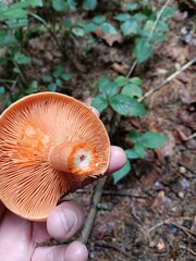 Lactarius deterrimus, Fichtenreizker, von unten mit milchenden Lamellen