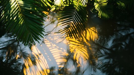 Sunlight filtering through tropical foliage, casting shadows on water.