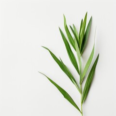Obraz premium Fresh green leaves on white background
