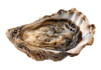 Close-up of a single oyster.  The oyster shell is a light beige and tan color with dark, swirling patterns.  A creamy-colored interior is visible within the shell.  High-quality, detailed image