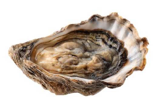 Close-up of a single oyster.  The oyster shell is a light beige and tan color with dark, swirling patterns.  A creamy-colored interior is visible within the shell.  High-quality, detailed image
