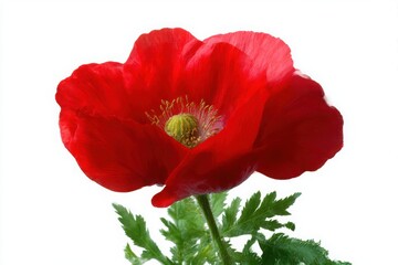 Obraz premium Vibrant red poppy flower isolated on white background