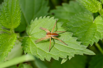 Fototapeta premium Spider on a nettle leaf. The chocolate-brown raft spider (Dolomedes fimbriatus) inhabits bogs and ponds. It can also be spotted sitting near the water, its legs touching the surface. 