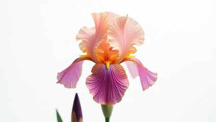 Close-up of a vibrant iris flower.