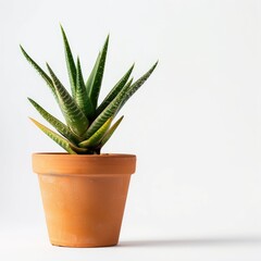 A small succulent plant in a terracotta pot against a white background