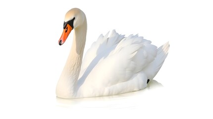 Obraz premium Peaceful Swan on Misty Morning Lake