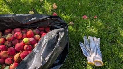 Harvesting Fresh and Juicy Apples in the Beautiful Garden During the Fall Season