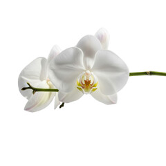 Elegant white orchid blossoms, a minimalist floral composition against a stark backdrop