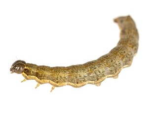 Close-up of a light brown caterpillar