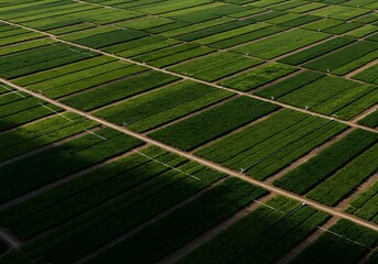 High angle shot of a vast agricultural field divided into precise rectangular plots, showing different shades of green crops and irrigation lines, representing modern farming practices.