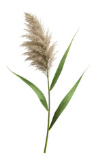 Elegant pampas grass stem with fluffy beige plume and long green leaves on transparent background.