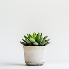 A small succulent plant in a light gray concrete pot against a plain white background