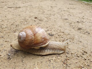 schnecke