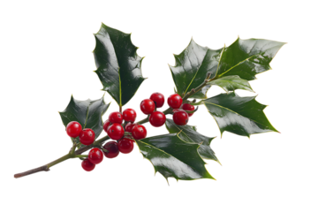 Holly sprig with red berries and green leaves.