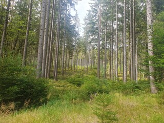 wald