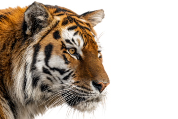 Close up of a majestic tiger against a black background.