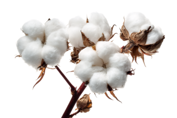 Close up of cotton bolls on a branch.
