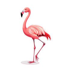 Pink flamingo standing isolated on white background in tropical wildlife style