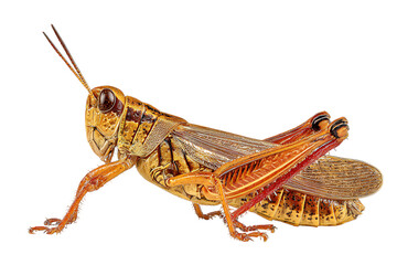 Fototapeta premium Detailed macro photography of a grasshopper on black background.