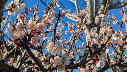 ウメの花