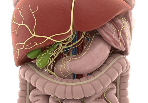 Photo of detailed human digestive system anatomy with liver, stomach, intestines, and gallbladder isolated on transparent background