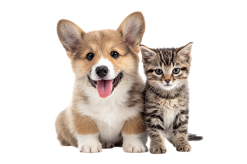 Adorable corgi puppy and tabby kitten together.