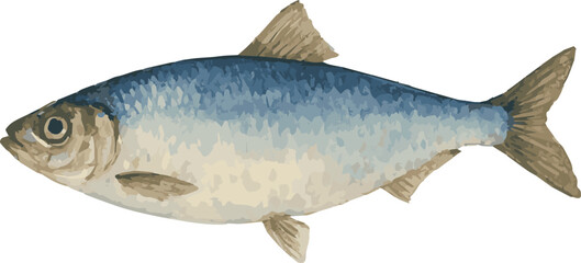 Vector watercolor illustration of a herring fish