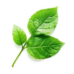 Fototapeta premium Fresh green leaves on a stem, close-up against white