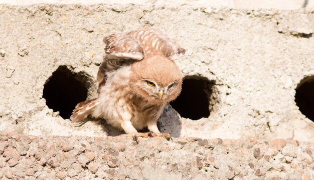 cat in the zoo - Powered by Adobe