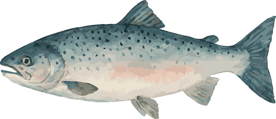 Watercolor illustration of a salmon fish