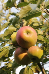 apples on tree