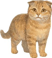 Fototapeta premium Vector watercolor adorable illustration of a scottish fold cat standing