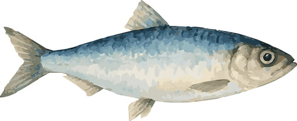 Vector adorable watercolor illustration of a sprattus fish