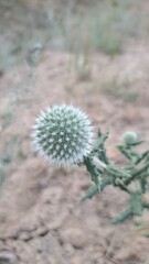 A delicate, prickly, poisonous flower.