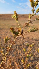 Cirsium, Carduus nutans, the process of pollination of steppe plants.