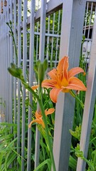Hemerocallis fulva, Perennial ornamental daylily with bright flowers.