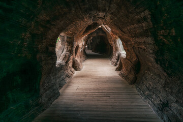 Wooden Path Inside Hollow Tree Tunnel