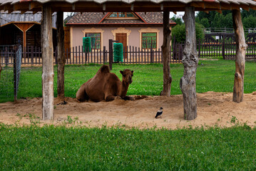 One-humped brown camel lies under a canopy in a zoo